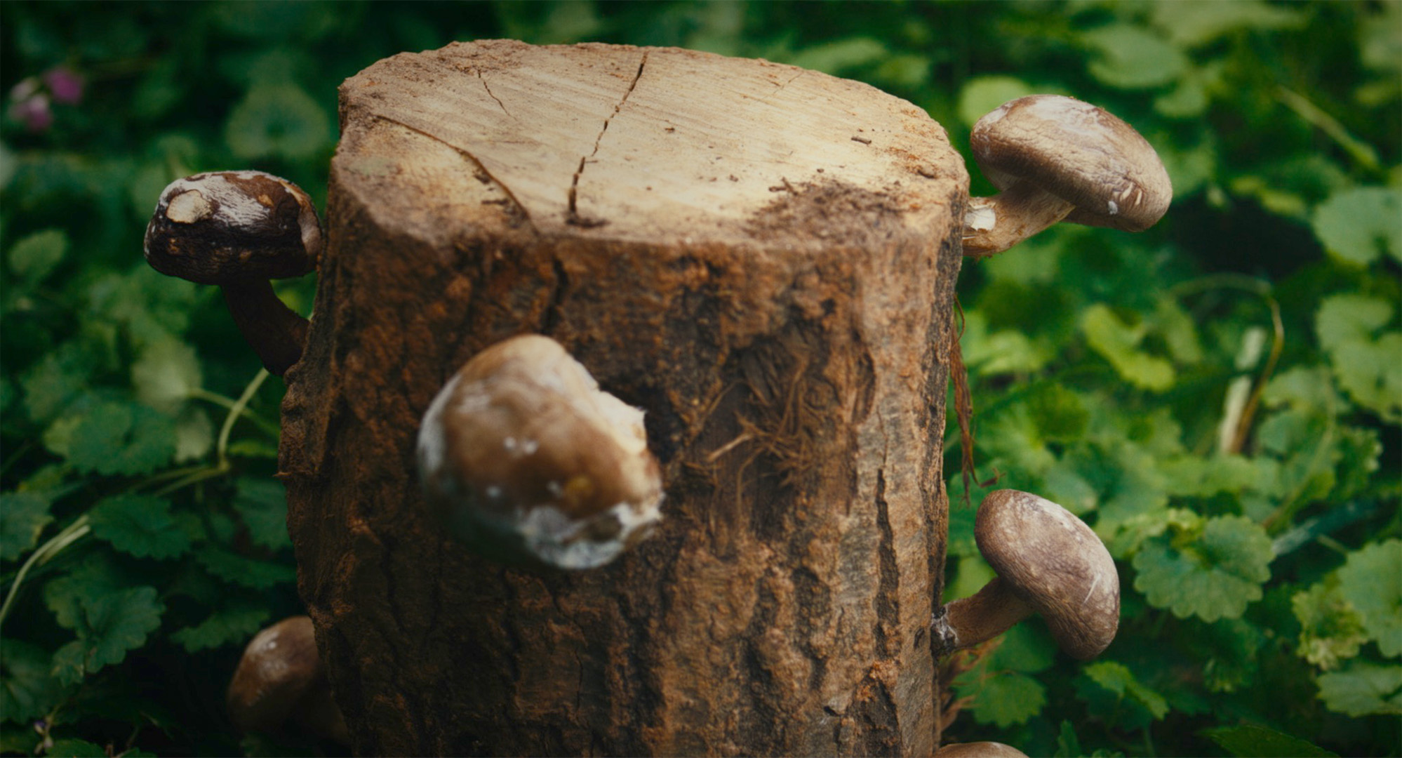 when mushroom blooms_still03.jpg